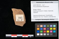 Foto (Objekt + Etikett) von Pinus praesilvestris Ettingshausen (NHMW-GEO-2024-0188-0245)